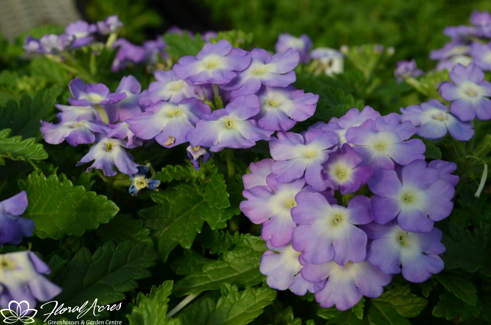 Verbena Empress Flair Blue Charm Floral Acres